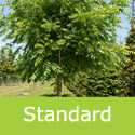 Mature Juglans Nigra Black Walnut Standard Shape